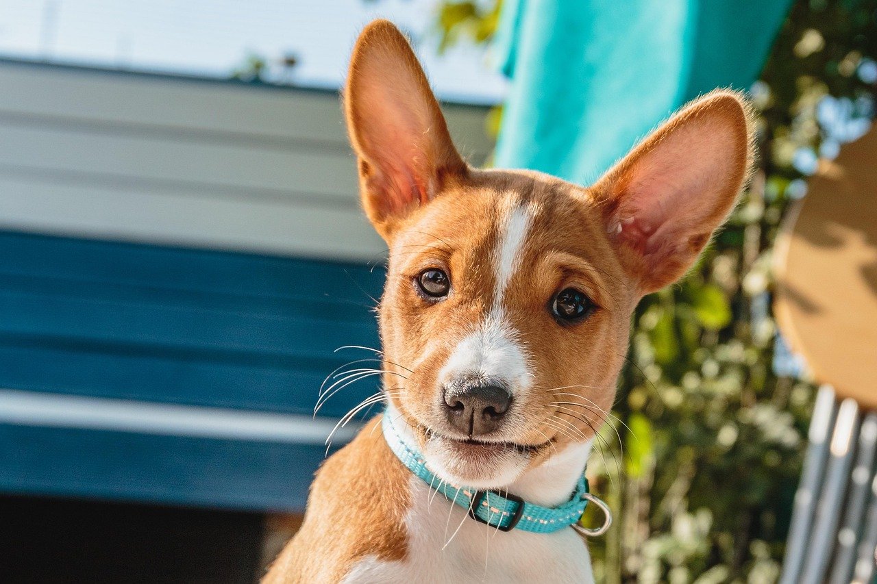 dog, pet, nature, wallpaper hd, laptop wallpaper, desktop backgrounds, puppy, young, basenji, animal, free wallpaper, breed, purebred, full hd wallpaper, canine, cute, domestic, hd wallpaper, background, free background, adorable, windows wallpaper, funny, doggy, wallpaper 4k, 4k wallpaper, mammal, brown, friend, mac wallpaper, playing, cool backgrounds, 4k wallpaper 1920x1080, basenji, basenji, beautiful wallpaper, basenji, basenji, basenji
